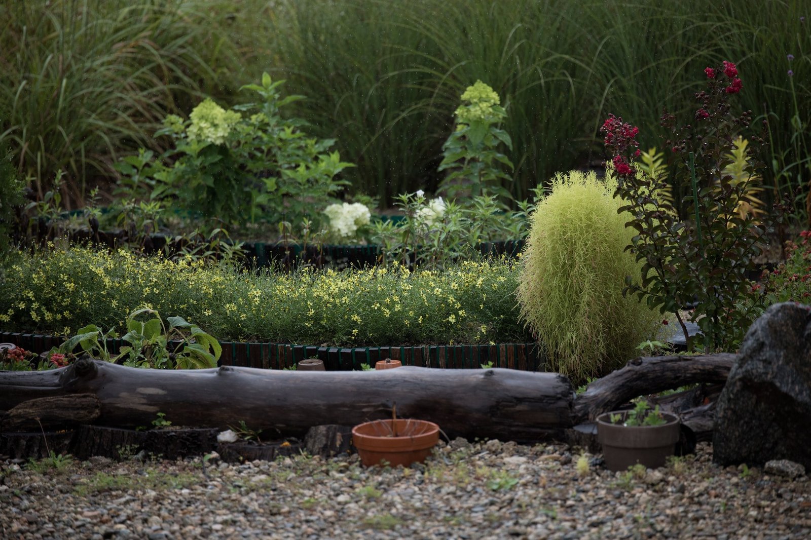 A modern garden with a clean lawn and shaped beds